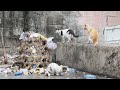 feral vs. stray cats