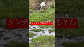 タンチョウの赤ちゃん