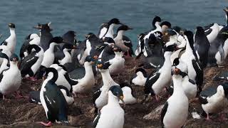 Imperial Cormorant colony