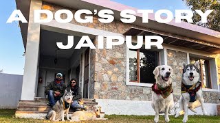 Pet friendly staycation | Jaipur | A dogs story