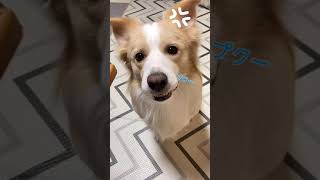 口を膨らませながら怒る犬!!残念ながら怖くはない（笑）#shorts