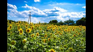 【4K】Sunflower field Waking On ZAMA From JAPAN / 日本 座間 ひまわり畑 散歩