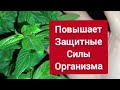 Пищеварение работает как Часы Желудок и Печень больше не беспокоят а Сосуды как в Юности