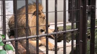 2017/05 眠いラージャーAsiathic lion   in   野毛山動物園