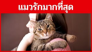 10 สิ่งที่แมวรักมากที่สุดเกี่ยวกับเจ้าของ