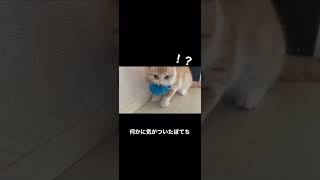 途中で何かに気がつく猫 #おもしろ