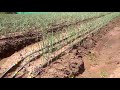 Drip Irrigation for ONIONS in a 23 acre piece of land: Migori