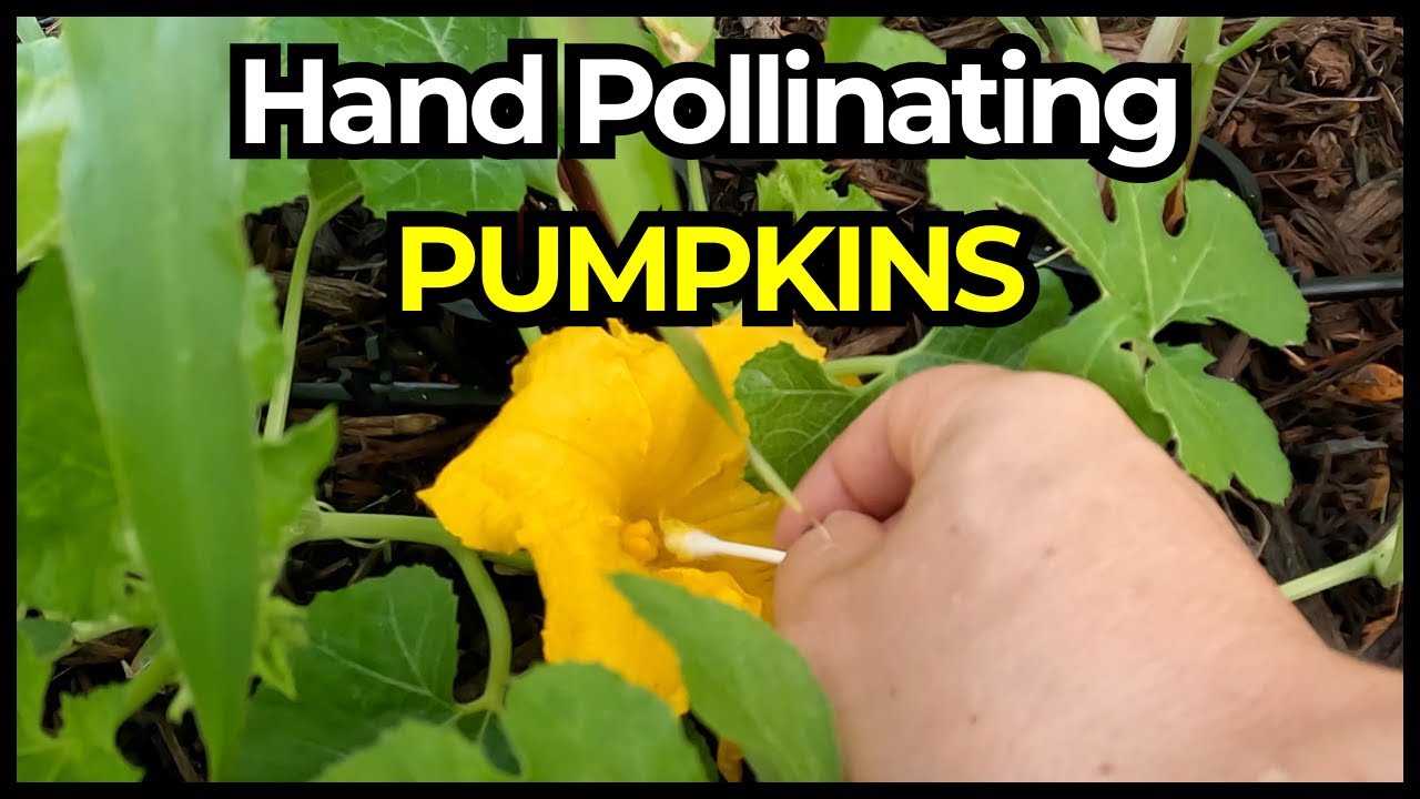 Hand Pollinating Pumpkins Youtube