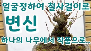 장수매/야생화/철사걸이/분재소재/정면정하기/얼굴정하기/수형잡기/bonsai korea/盆栽