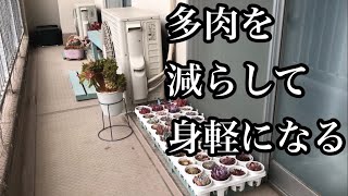 2025年2月2日　多肉を減らして身軽になる