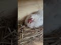 抱卵中の桂チャボが可愛すぎる　 chicken bird animal ニワトリ 鶏 チャボ 有精卵 egg 桂チャボ