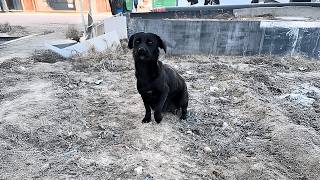 The stray dog mother cautiously approaches passersby, hoping for food to feed her puppies.