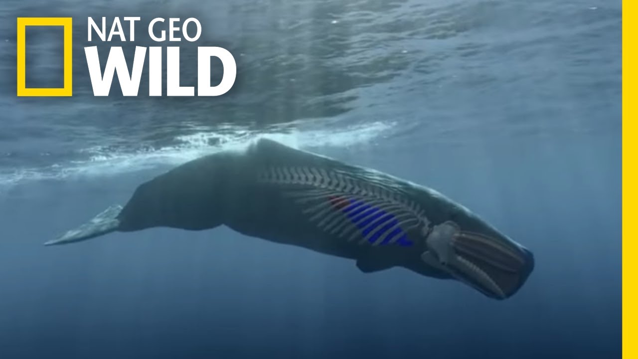 How To Dive Like A Sperm Whale | Whales Of The Deep - YouTube