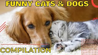 🐱 Funny cats and dogs s 🐶 Cats and dogs fails