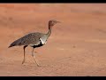 buff crested bustard bird dhabad galow fiin