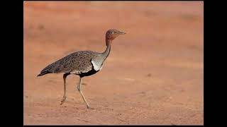 Buff crested bustard bird ( dhabad, galow , fiin)