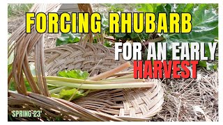 How to FORCE RHUBARB | Have an early Rhubarb Harvest | How and Why!