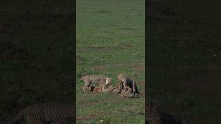 Playful and very curious cheetah cubs. #wildlife #animals #africansafari #cheetah #cubs #africa