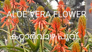 ALOE VERA FLOWER കറ്റാർവാഴ പൂക്കൾ #succulent #cactusgarden #cactusflower #aloevera #flowers #garden