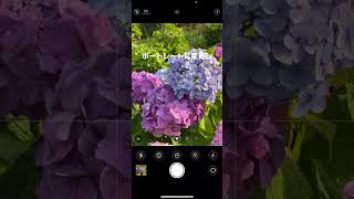 紫陽花を綺麗に撮る撮り方#shorts #iphone #iphone撮影