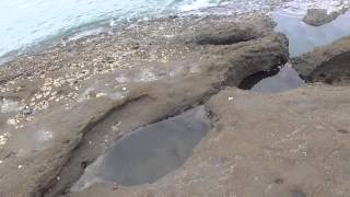 Nizadai in the rocky shore that seems to have been caught by someone.