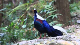 Swinhoe's Pheasant mating dance 藍腹鷳求偶舞