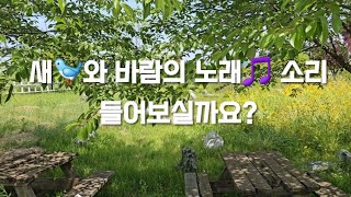 새와 바람이 속삭입니다. 싱그러운 자연의 소리  #힐링영상 #수면영상 [자연의미화]