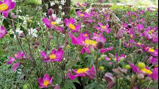 Anemone ‘Fantasy Red Riding Hood’