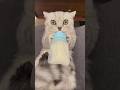 Cat drinking milk? 😍😘❤️🐈 | Cute Fluffy Pets