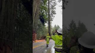 GIANT Redwood Tree FALLING ASMR