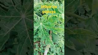 FRESH PAPAYA #papaya #freshfruit #fresh