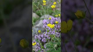 白馬五竜高山植物園に行ってきた  #Shorts#高山植物#ヒマラヤの青いケシ