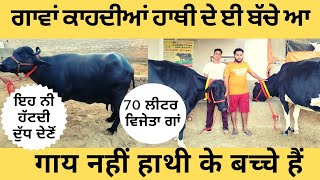 ਗਾਵਾਂ ਕਾਹਦੀਆਂ ਹਾਥੀ ਦੇ ਈ ਬੱਚੇ ਆ।70 litre winner cow।75269-75604,90569-06667