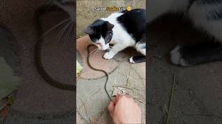 Rescue mission: Snake saved from hungry cat 🥺