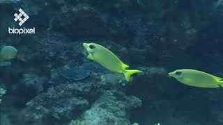 Oceanpedia   Critter finder   Fish   Rabbitfish