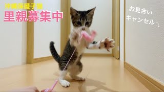 [沖縄里親募集中]保護子猫、お見合いキャンセル。振り出しに戻りました。