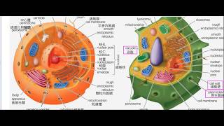 高中生物_細胞的構造_真核細胞【莫斯利高中自然科教學網】