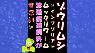 ゾウリムシ(インフゾリア)にムックリワーム(繁殖促進飼料)を入れてみた✨