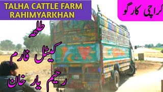 طلحہ کیٹل فارم رحیم یار خان سے کراچی کیلئیے جانوروں کی ترسیل cattle delivery from talha cattle farm