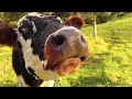 4k cow