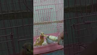 നമ്മുടെ കിളികൾക്ക് #Hand Feed ചെയ്യുന്നത് കണ്ടോ #pets#malayalam