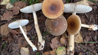 Amanita   fulva  Tawny Grisette   4k