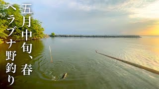 Herabuna fishing in Japan at spring in mid-May