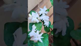 #jasmine types of Jasmine ఈరోజు పూసిన మల్లె పువ్వులు #shorts #ytshorts #youtubeshorts #summerseason