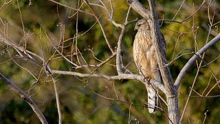 オオタカjuv　野鳥　Northern Goshawk　Accipiter gentilis　wildbirds