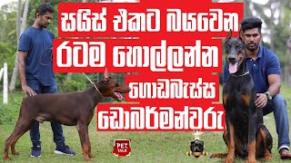 දැක්කම බය හිතෙන රටම හොල්ලන්න ආපු ඩොබමන්වරු | Pet Talk