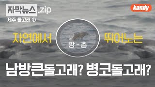 [제주 돌고래 이야기 ①] 남방큰돌고래의 개명 전 이름을 소개해드립니다