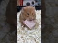 cute hamster 鼠鼠超愛小零食趕緊get起來 金絲熊 倉鼠 萌寵出道計劃 養鼠日常分享 可愛到爆炸816