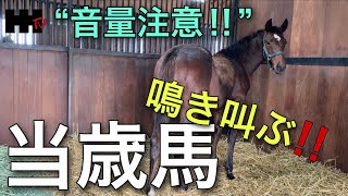 【超プレミア動画】鳴き叫ぶ当歳馬！！初めての育成場＆初個室？！