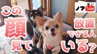 【可愛すぎる】待機中のチワワ…お彼岸なので飼い主の実家へお墓参り／チワワのノアtube #198